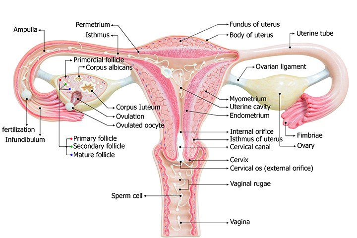 A Guide To Your Vagina An Explainer On The Female Sexual Anatomy Because School Brushed Over It Girlfriend